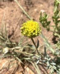 Lasiosiphon sericocephalus