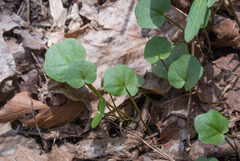 Cardamine douglassii
