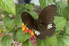 Papilio castor