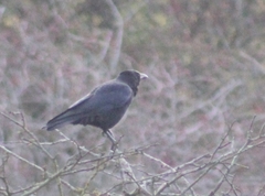 Corvus corone