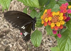 Papilio castor