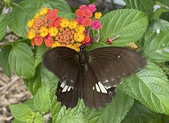 Papilio castor