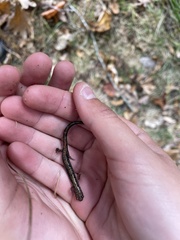 Plethodon sherando