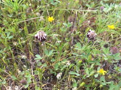 Trifolium dichotomum