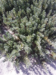 Chenolea diffusa