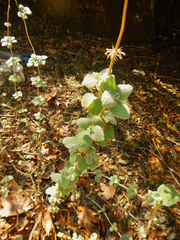 Pseudodictamnus acetabulosus