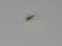 Entomophaga grylli