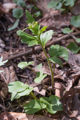 Cardamine douglassii