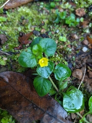 Lysimachia japonica