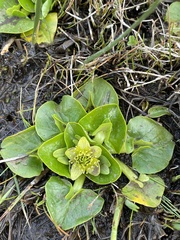 Caltha sagittata