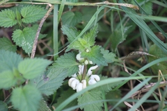 Lamium album