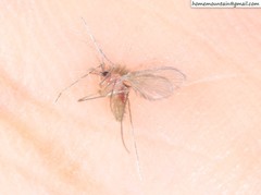 Phlebotominae