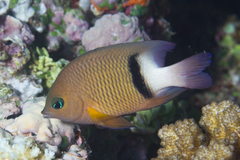 Plectroglyphidodon dickii