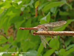 Orthetrum chrysis