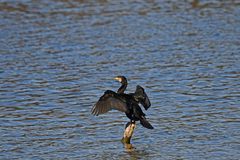 Phalacrocorax carbo