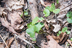 Cardamine douglassii