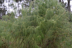 Asparagus saundersiae
