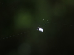 Cyclosa argenteoalba