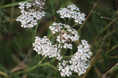 Achillea millefolium