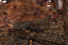 Poyntonia paludicola