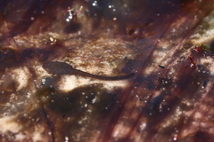 Poyntonia paludicola
