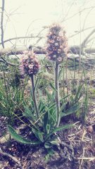 Echiostachys ecklonianus