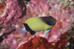 Pycnochromis retrofasciatus