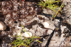 Poyntonia paludicola