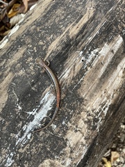 Plethodon sherando