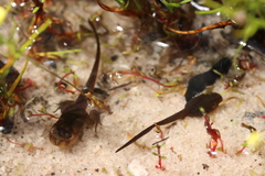 Poyntonia paludicola