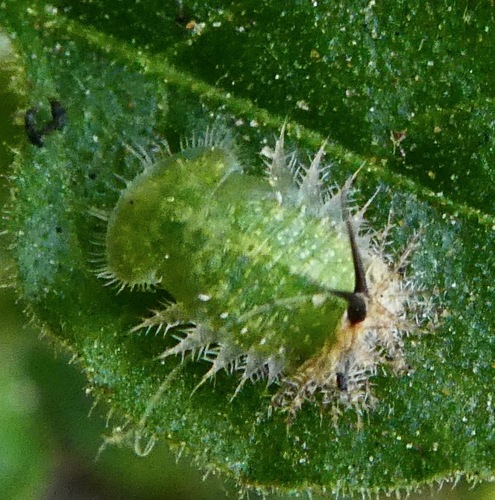 Eggplant Tortoise Beetle