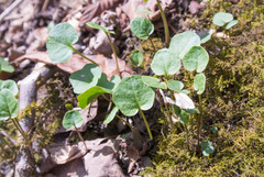 Cardamine douglassii