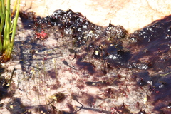 Poyntonia paludicola