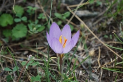 Crocus thomasii