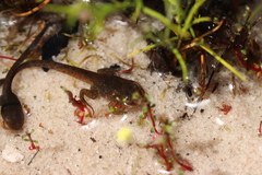 Poyntonia paludicola