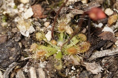 Drosera platystigma