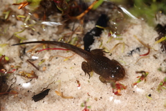 Poyntonia paludicola