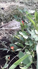 Ipomoea indivisa