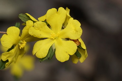 Hibbertia serrata
