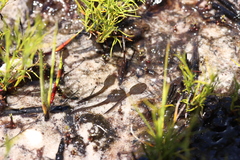 Poyntonia paludicola