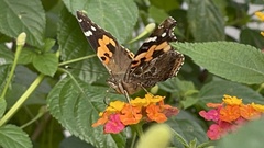 Vanessa indica indica