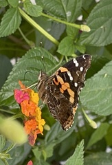 Vanessa indica indica