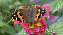 Vanessa indica indica