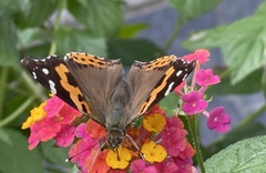 Vanessa indica indica