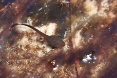 Poyntonia paludicola