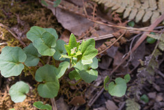Cardamine douglassii