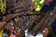 Poyntonia paludicola