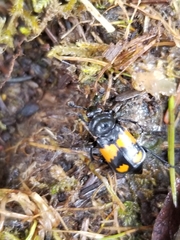 Nicrophorus hebes