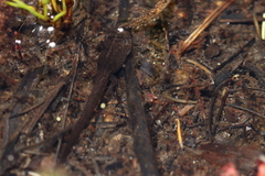 Poyntonia paludicola