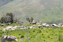 Poyntonia paludicola